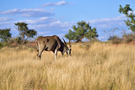 Great kudu male in the Kalahari desert at sunset time; Specie Kobus ellipsiprymnus family of bovidaeの写真素材