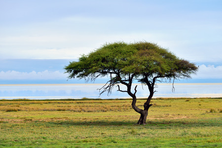 Typical african landscape. Etosha national park at sunrise time. Big solitary umbrella acacia tree and Etosha pan (lake) on backgroundの写真素材
