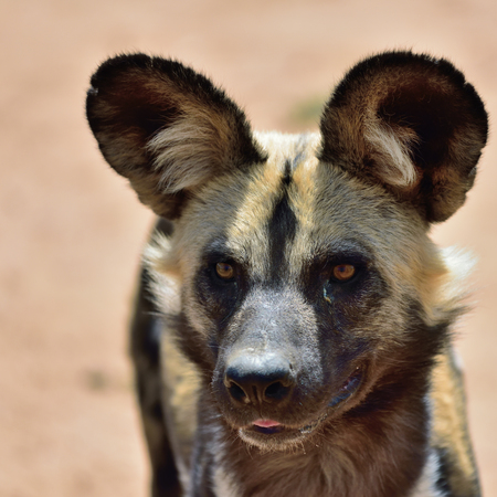 The African Wild Dog portrait in Namibiaの写真素材