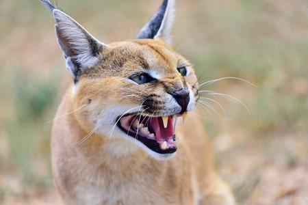 Wild female Caracal portrait in Namibian savannahの写真素材
