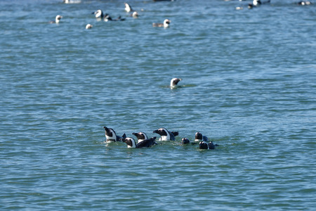 Jackass penguins in water, Penguin Islands,  Luderitz bay, Atlantic ocean, Namibia, Africaの写真素材