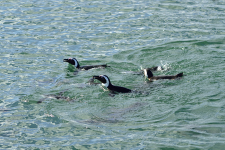 Jackass penguins in water, Penguin Islands,  Luderitz bay, Atlantic ocean, Namibia, Africaの写真素材