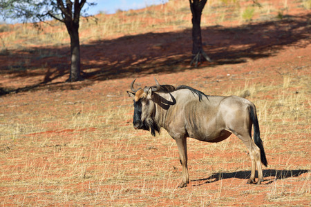Blue wildebeest Gnu or Connochaetes taurinus in the Kalahari desert. Big animal in the nature habitat, Namibia, Africaの写真素材