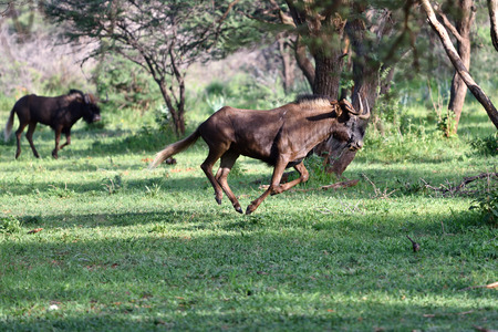 The black wildebeest or white-tailed gnu Connochaetes gnou running in the green forest. Namibia, Africaの写真素材