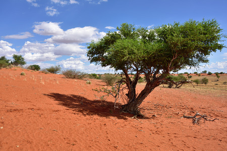 Lovely landscape in Kalahari with acacia tree and bright colours at sunset timeの写真素材