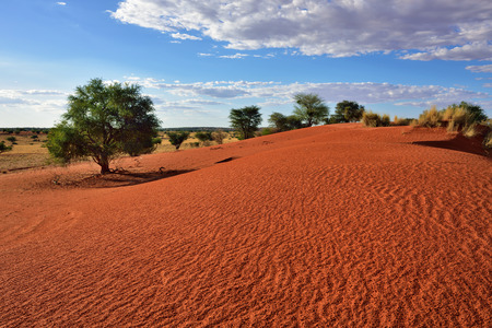 Beautiful landscape in Kalahari with big red dune and bright colours at sunset timeの写真素材