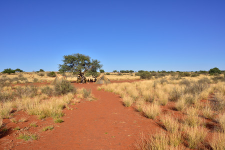 The beautiful Kalahari desert landscape with bushmen village on background at morning time. Namibia, Africaの写真素材