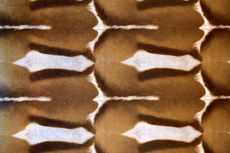 abstract patterns in a closeup view of springbok animal skin