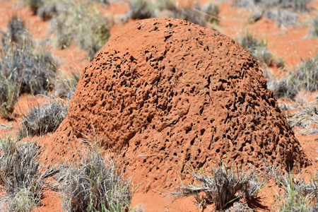 Huge red, orange termite mound shown at sunrise in the Kalahari desert in Africa, Namibiaの写真素材