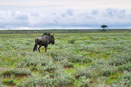 Blue wildebeest (Gnu or Connochaetes taurinus) in the Etosha national park at sunrise time. Solitare acacia tree on background. Big animal in the nature habitat, Namibia, Africaの写真素材