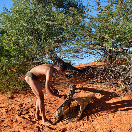 KALAHARI, NAMIBIA - JAN 24, 2016: Bushman hunter checks a trap for the porcupine. San people, also known as Bushmen are members of various indigenous hunter-gatherer peoples of Southern Africaのeditorial素材