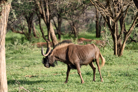 The black wildebeest male or white-tailed gnu (Connochaetes gnou) in the green forest. Namibia,...