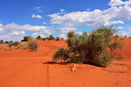 Dirt road in the Kalahari desert at bright colors of evening light, Namibia, Africaの写真素材