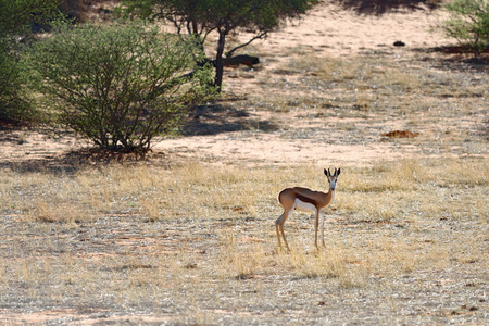 Antelope sprigbok in sunset backlight, the Kalahari desert, Namibia, Africaの写真素材