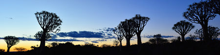 Quiver Tree Forest outside of Keetmanshoop, Namibia at night start. Magical silhouette against mystical sunsetの写真素材