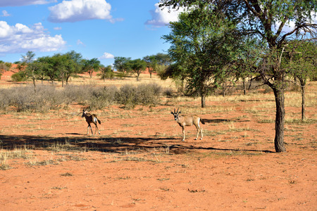 African wildlife. Antelopes in the Kalahari desert at evening light, Namibia, Africaの写真素材