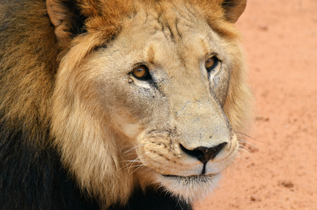 Male lion portrait in African savanna, Namibia. Africaの写真素材
