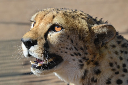 Wild Cheetah portrait In the African Savannah, Namibiaの写真素材