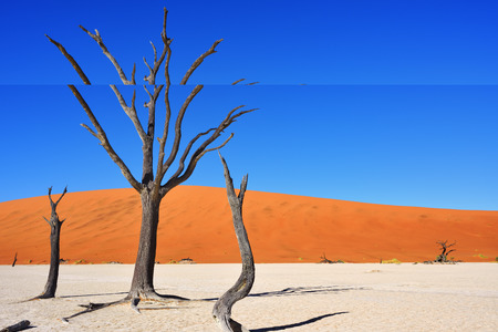 Dead Camelthorn Trees against red dunes and blue sky in Deadvlei, Sossusvlei. Namib-Naukluft National Park, Namibia, Africa.の写真素材