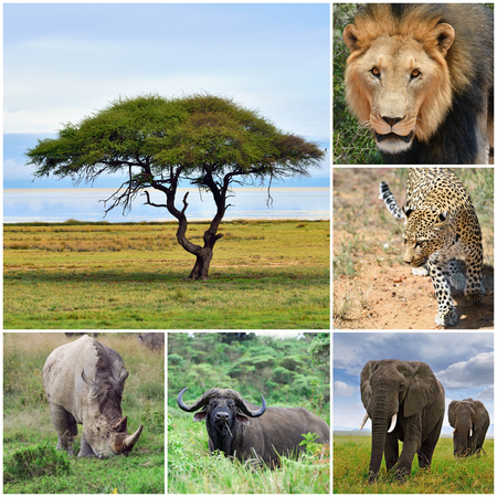 The Big five african animal collage, Africa.の写真素材