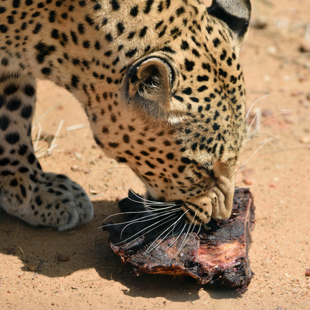 Wild leopard eating meat in the African Savannah, Namibiaの写真素材