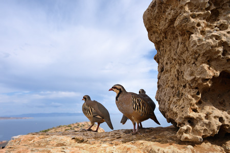 The rock partridge (Alectoris graeca) birds on the ruins of the ancient Greek temple of Poseidon at Cape Sounion, Attica Greeceの写真素材