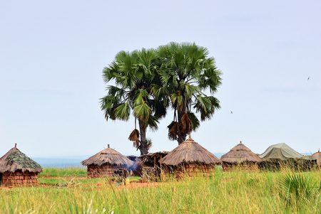 African huts and palm trees in the village in savannah Uganda. Africaの写真素材
