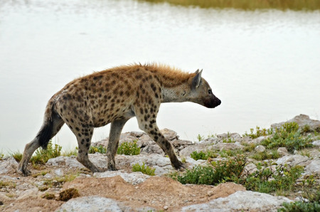 Spotted hyena in the Etosha national park, Namibia, Africaの写真素材