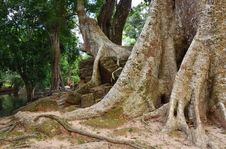Dense jungles near Angkor Wat Complex, Siem Reap, Cambodia. Giant banyan tree growing on the ruins of the hindu temple on foregroundの写真素材