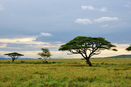 Beautiful landscape with acacia trees in savannah of the Serengeti national park shown at dawn, Tanzania, Africaの写真素材