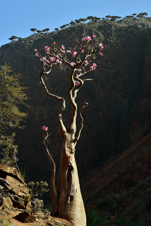 Flowering bottle tree is endemic tree adenium obesum of Socotra Island, Yemenの写真素材