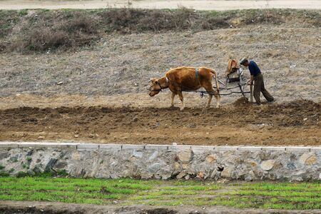 North Korea, Pyongyang - April 30, 2019: Countryside, DPRK. Peasants  plowing a field with oxのeditorial素材