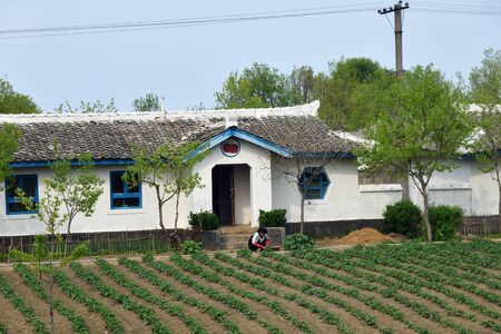 North Korea, Pyongyang - May 3, 2019: Typical house built by the state for residents of countryside. Scene from the rural life. Peasant woman cares up of the gardenのeditorial素材