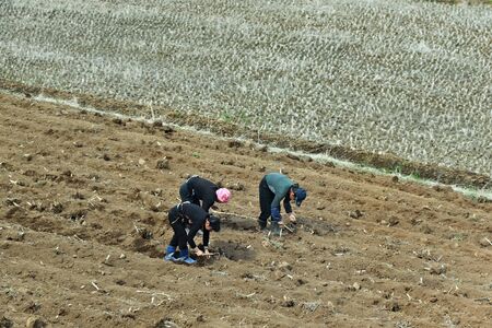 North Korea - May 4, 2019: Countryside scene. Peasants women cultivate an agriculture fieldsのeditorial素材