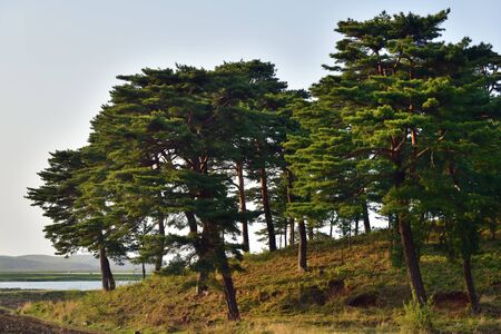 North Korean scenery. Korean pine trees on the east coast at sunsetの写真素材