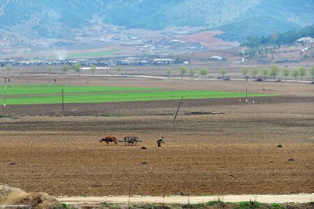 North Korea - April 30, 2019: Countryside scene. Peasant man plowing a agricultural field with ox at dawn. Village in backgroundのeditorial素材
