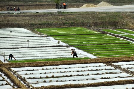North Korea, Pyongyang region - April 30, 2019: Countryside landscape, peasants cultivate rice fields at dawnのeditorial素材