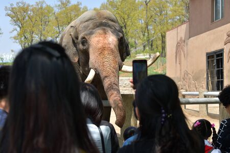 Pyongyang, North Korea - May 1, 2019: People watch and take pictures of an elephant with mobile phones in the Pyongyang zooのeditorial素材