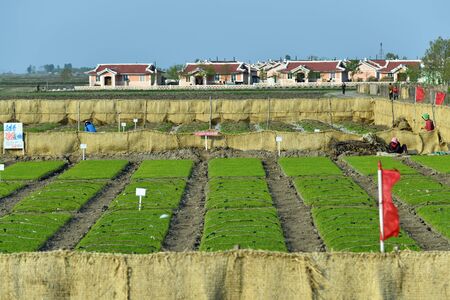 North Korea - May 3 2019: Peasants cultivate rice fields village at backgroundのeditorial素材