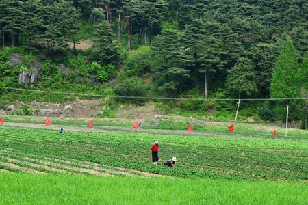 North Korea - May 4, 2019: Peasants cultivate agricultural field, forest at backgroundのeditorial素材