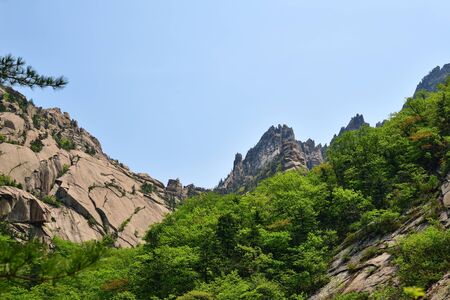 Diamond mountains. DPRK. Mt.Kumgang trekking route. Red korean pine on the rocksの写真素材