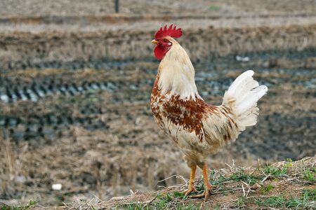 Bird rooster looking for food in traditional rural barnyard. Rooster with red crest, white fluffy feathers, yellow beak of cock. Beautiful long-tailed chicken rooster, hen animal cock. North Koreaの写真素材