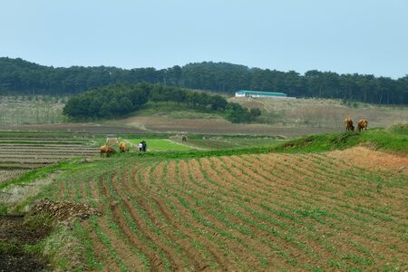 North Korea landscape. Plowed agriculture fields in foreground. Peasants work in the fieldsの写真素材
