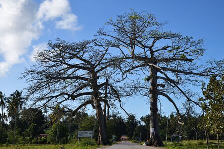 Zanzibar, Tanzania - October 6, 2019: Two baobabs on an african tar road in the center of Zanzibar island shown at sunsetのeditorial素材