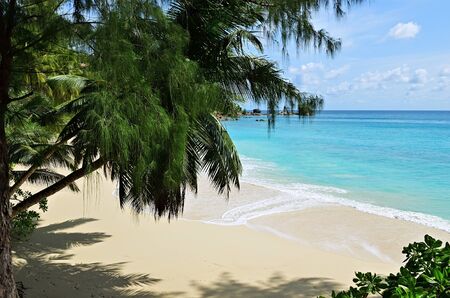 A palm trees bend over a sandy beach on Seychelles islands. Mahe, Anse Soleilの写真素材