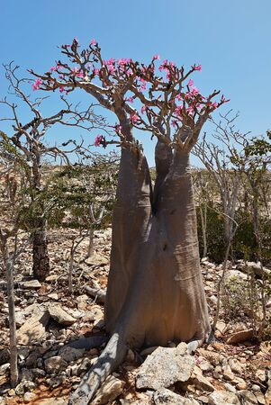 Flowering bottle tree is endemic tree adenium obesum of Socotra Island, Yemenの写真素材