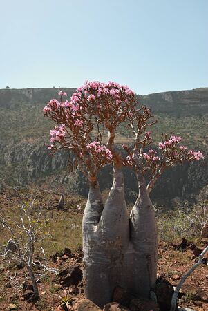 Flowering bottle tree is endemic tree adenium obesum of Socotra Island, Yemenの写真素材