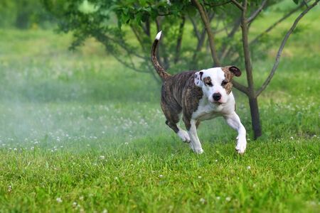 Running dog in the morning garden. American staffordshire  terrier outdoors, happy and healthy pets conceptの写真素材