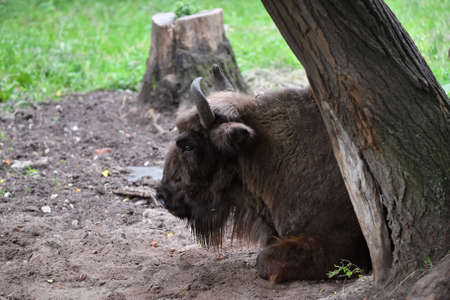 Portrait of the european bison (Bison bonasus), also known as Wisent or the European wood bison. Prioksko-Terrasny Nature Biosphere Reserve. Russiaの写真素材