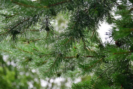 Close-up pine tree needles with big shining water drops after summer rain. Morning dew on coniferous...